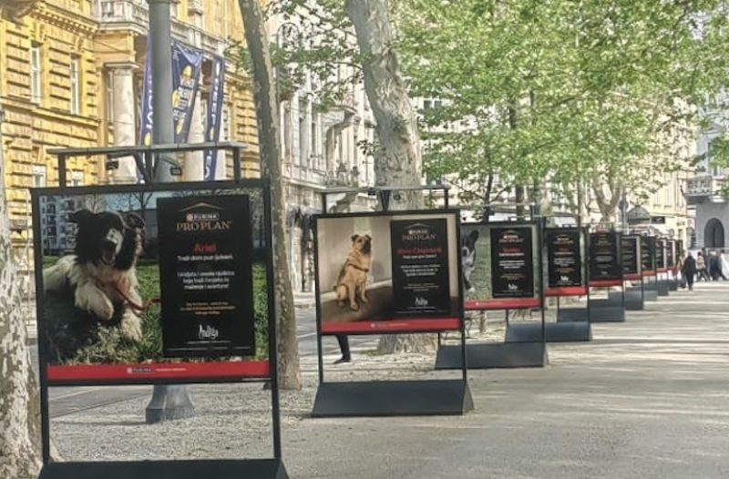 Dugo Selo - dugoselo.info - Još stignete upoznati svog ljubimca – izložba pasa koji traže dom na Zrinjevcu!