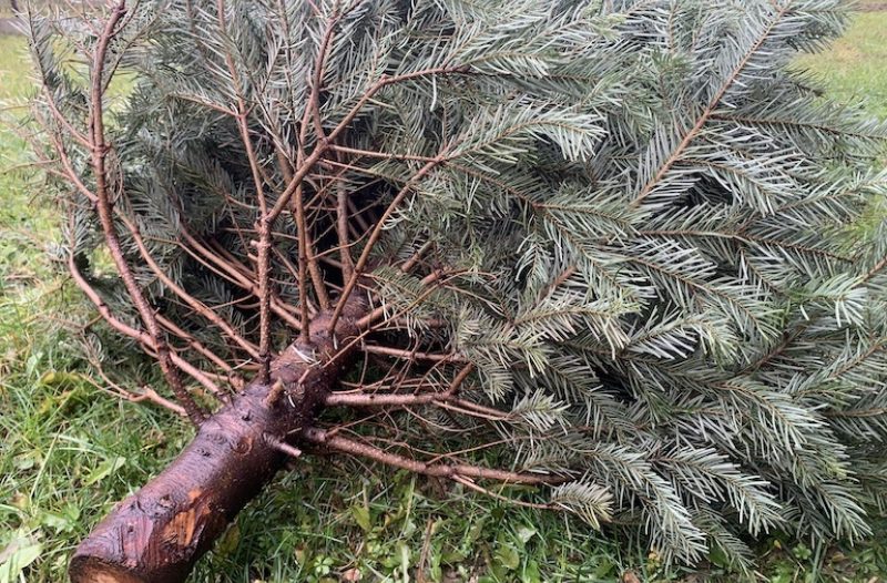 Dugo Selo - dugoselo.info - Dugo Selo: Odvoz odbačenih božićnih drvaca započinje 8. siječnja 2026.
