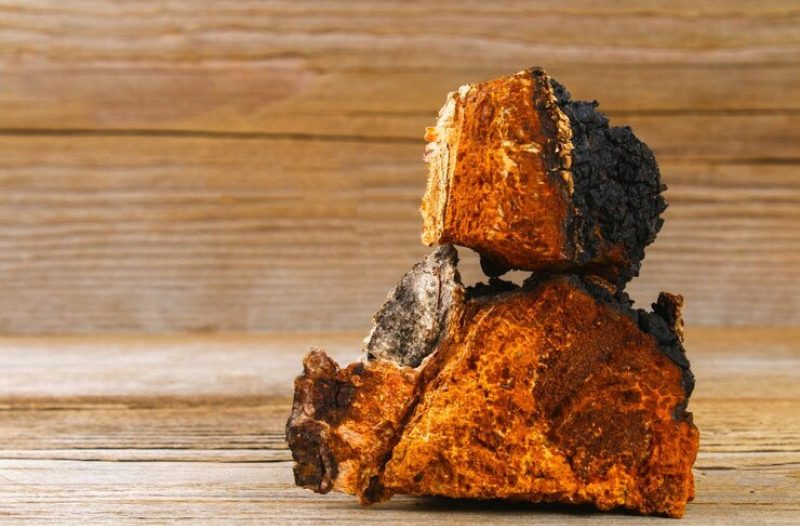 Dugo Selo - dugoselo.info - Čaga – zlatna gljiva iz sibirske divljine