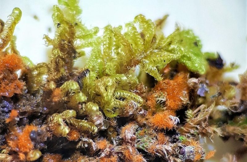 Dugo Selo - dugoselo.info - Ponovno otkriće kopnene alge na rijeci Krki nakon 130 godina